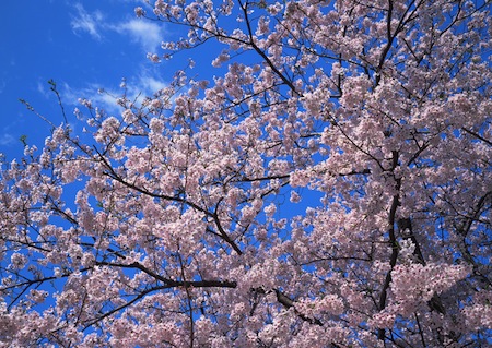 京都府立植物園の駐車場は混む 15年の桜の花見シーズンはいつまで えむずすたいるネット
