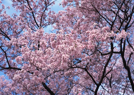 弘前公園 桜の花見 弘前さくらまつり15年の開催はいつまで 見頃はいつ えむずすたいるネット